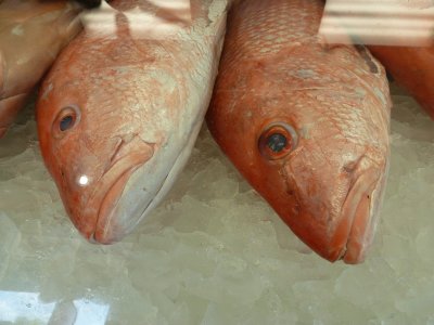 Fish market - P1020066copy.jpg