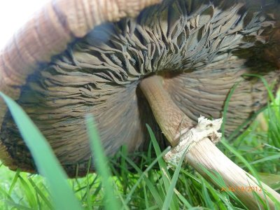 Death of a Mushroom