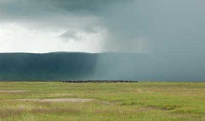 Rain fast approaching a buffalo herd