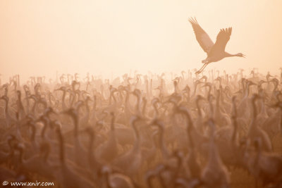 5292514206_e6ebe16316 Dawn with The common Crane_ Agamon HaHula_ Israel_L.jpg