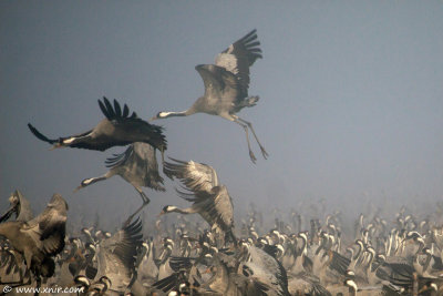 5295872014_d39a716406 Dawn with The common Crane_ Agamon HaHula_ Israel_L.jpg