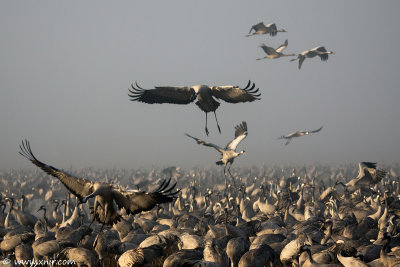 5295872446_5f0a1bfc91 Dawn with The common Crane_ Agamon HaHula_ Israel_L.jpg