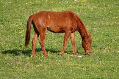 CRW_8938.JPG