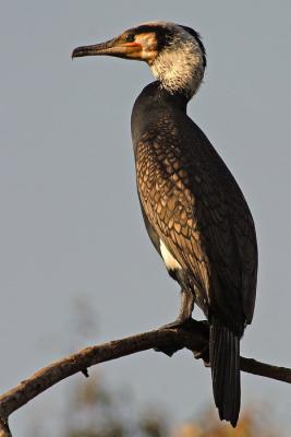 CRW_8995.JPG