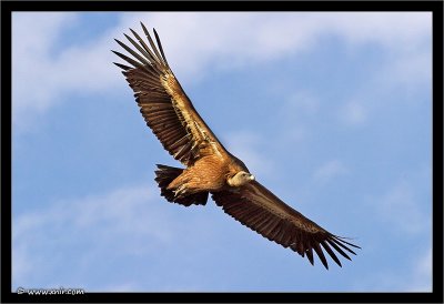 Griffon Vulture Eagle