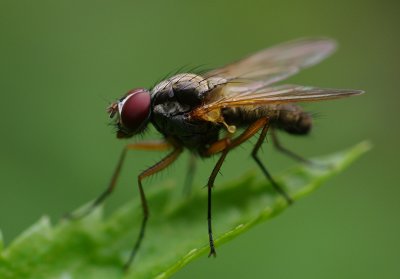 The regular sized fly - IMGP9993.jpg