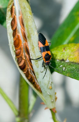 Large Milkweed Bug