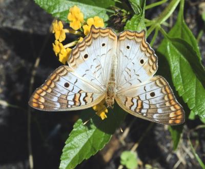 White Peacock Butterfly
