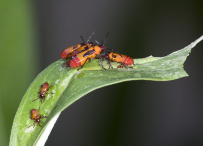 Young Large Milkweed Bugs