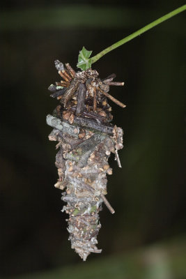 Chrysalis