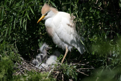 Cattle Egret with Chicks