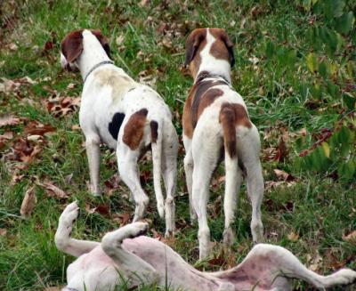 Hunting at Hill 'n Hound Farm Saturday November 12th