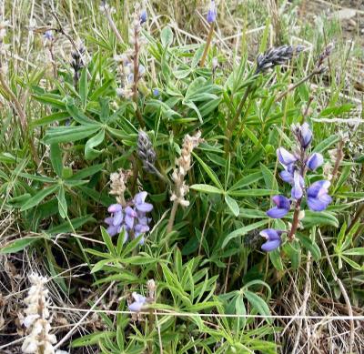 Wild Lupin