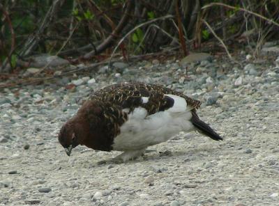 DSCN4533.JPG
