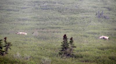 Caribou