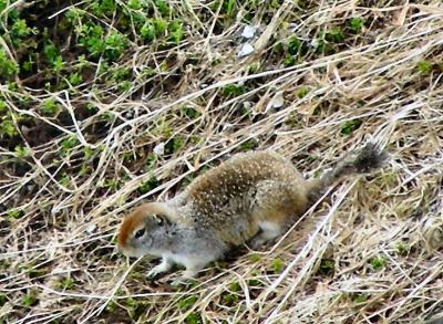 Alaskan Ground Squirrel