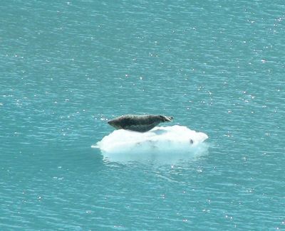 seal lounging on berg