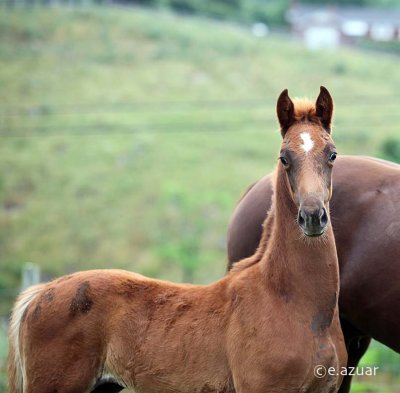 Walterway's Colt by I'm Lookin' for You