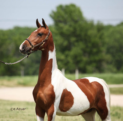 Racing Stripe filly at Royal Crest