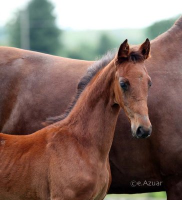 Walterway's - filly by Exalted Effect and out of a full sister to the Star Material mare that one 5 gaited stake at Rock Creek