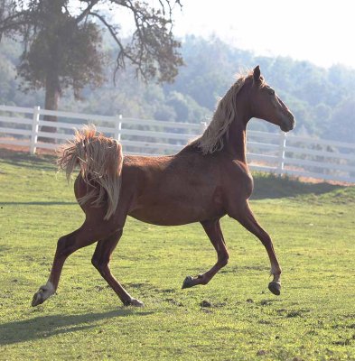 ctmare_1713.jpg
