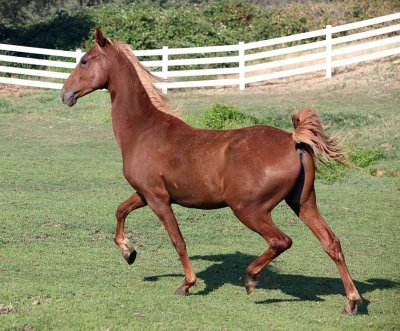 ctmare_1722.jpg