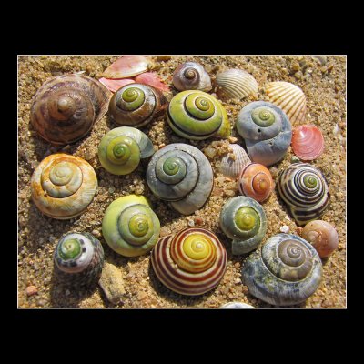 --- sea snails ---