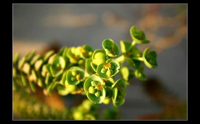 Details of a green plant ...