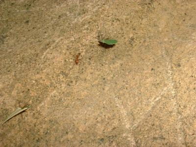 Leaf-cutting Ants (text)