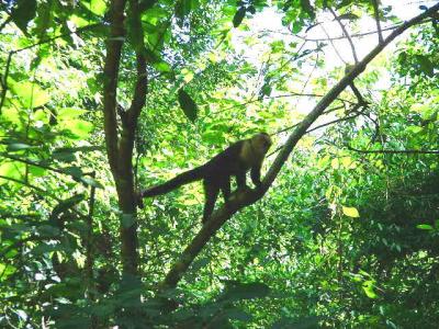 Manuel Antonio reverve - White-faced Capucin monkey