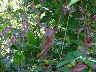 Manuel Antonio (read text)