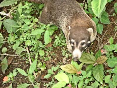 White-nosed Coati (sp. Pizote)