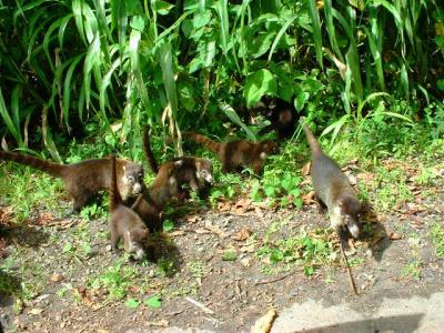 Monteverde Cloud Forest Reserve