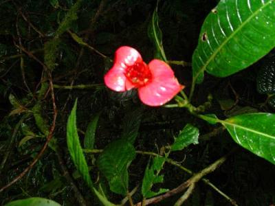 Monteverde flowers (read text)