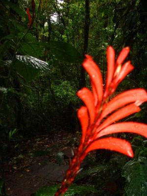 Monteverde Cloud Forest Reserve