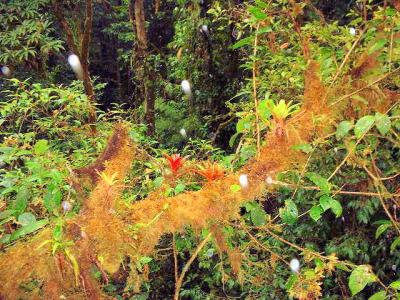 Monteverde Cloud Forest Reserve