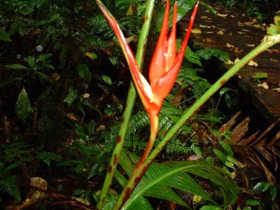 Monteverde Cloud Forest Reserve