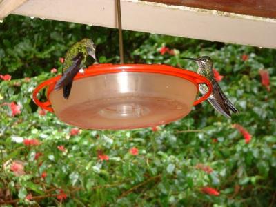 Hummingbirds