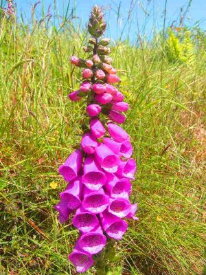 Digitalis Purpurea