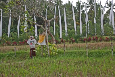 Scarecrow in ricefield