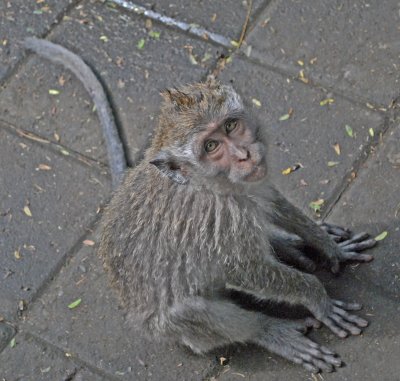 Eye contact - Sacred Monkey Forest Ubud