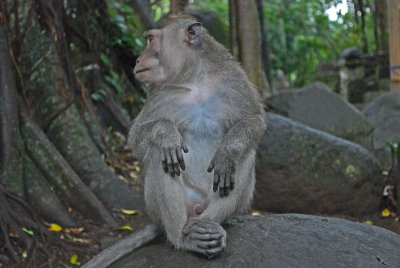 Is this my best side - Sacred Monkey Forest Ubud