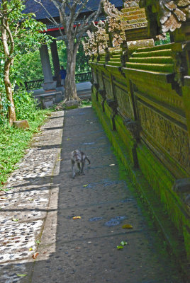 Lovely moss wall with monkey - Sacred Monkey Forest Ubud