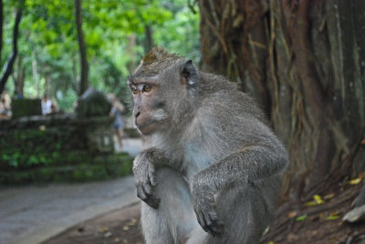 Maybe this one - Sacred Monkey Forest Ubud