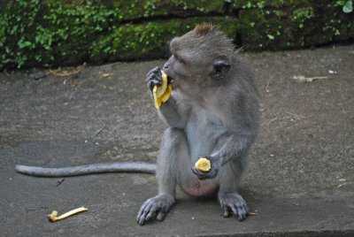 Mmmmm bananas - Sacred Monkey Forest Ubud