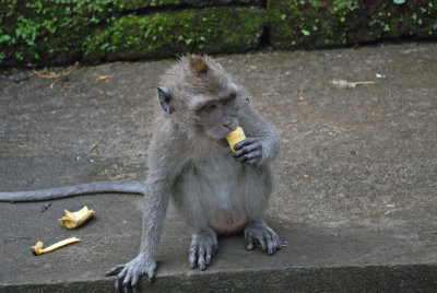 Mmmmm bananas2 - Sacred Monkey Forest Ubud