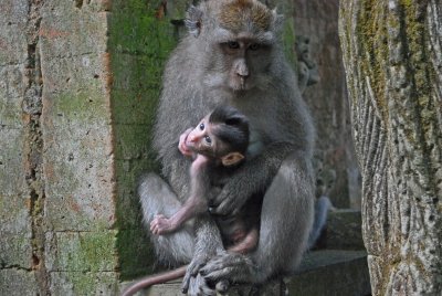 Mother and child - Sacred Monkey Forest Ubud