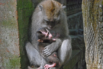 Mother and child3 - Sacred Monkey Forest Ubud