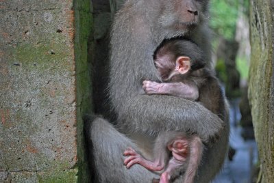 Mother and child4 - Sacred Monkey Forest Ubud