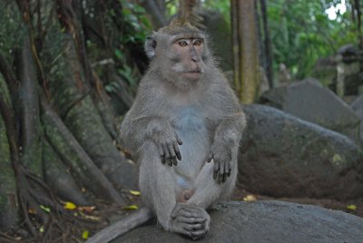 Or this - Sacred Monkey Forest Ubud